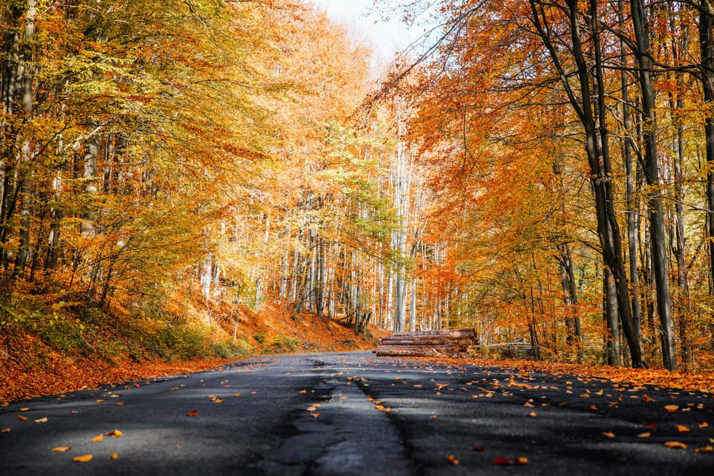 Photograph of a road framed by trees in autumn with yellow, orange foliage. Leaves on the ground and a pile of cut logs.