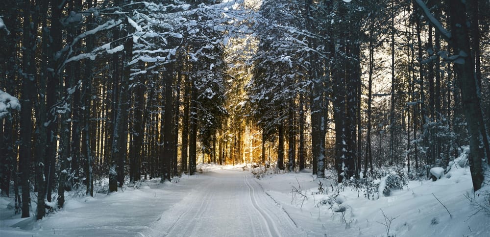 Photo of a snowy path in a forest with light at the end