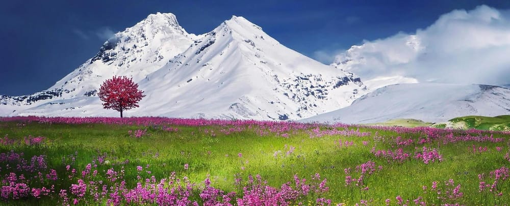 Field of pink flowers in front of snow-capped peaks