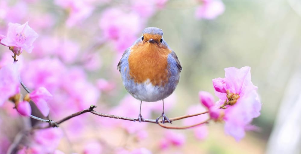 A robin on a cherry blossom branch