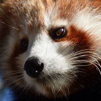 FoxyNC
